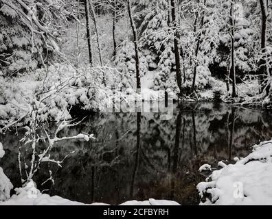 Étang dans la forêt en hiver Banque D'Images