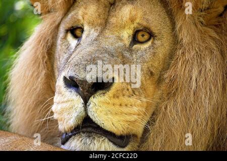 L'AFRICAN LION Panthera leo, chef close-up of hot Banque D'Images