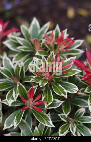 Rouge et vert - Pieirs Japonica, Flaming Silver - Bishop Auckland, comté de Durham Banque D'Images