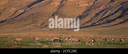 GEMSBOK, Oryx gazella l'alimentation du troupeau, la Namibie Banque D'Images