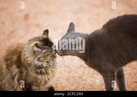 Les chats domestiques en Namibie Banque D'Images