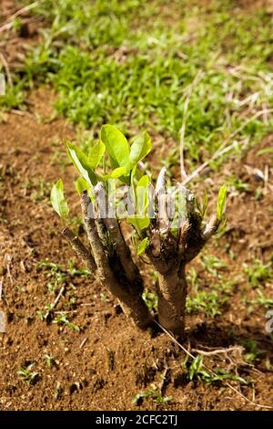 Des plantations de coca Erythroxylum coca, cocaïne, PRODUISANT DES LEAFS AU PÉROU Banque D'Images