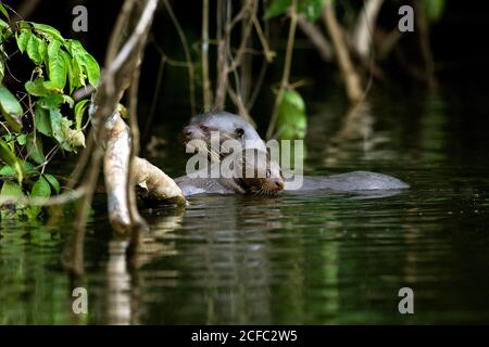 Pteronura brasiliensis loutre géante, avec de jeunes femmes, PARC NATIONAL DE MANU AU PÉROU Banque D'Images