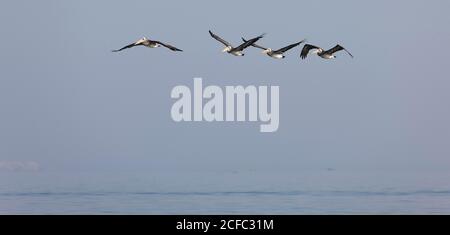 PELICAN pelecanus thagus péruvienne, les adultes en vol, îles Ballestas DANS LE PARC NATIONAL DE PARACAS, PÉROU Banque D'Images