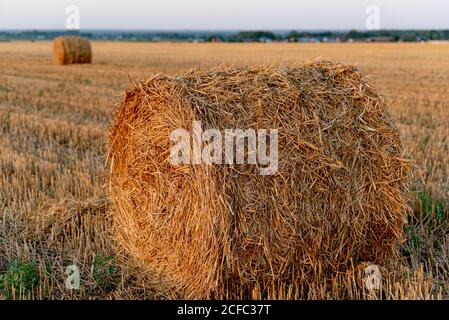 Balles de foin sur le champ agricole récolté. Grosse balle de paille sur chaume. Paysage agricole d'été avec rayons du soleil au coucher du soleil Banque D'Images