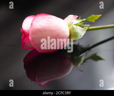 Gros plan haute résolution d'une rose unique sur une surface en miroir Banque D'Images
