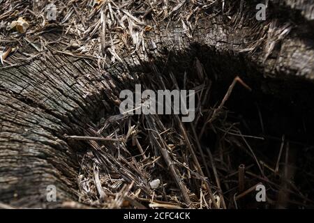 De dessus la vieille souche de l'arbre abattu avec sec fissuré surface en forêt Banque D'Images