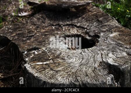 De dessus la vieille souche de l'arbre abattu avec sec fissuré surface en forêt Banque D'Images