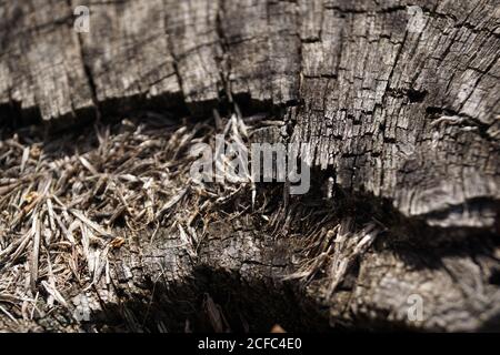 De dessus la vieille souche de l'arbre abattu avec sec fissuré surface en forêt Banque D'Images