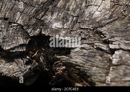 De dessus la vieille souche de l'arbre abattu avec sec fissuré surface en forêt Banque D'Images