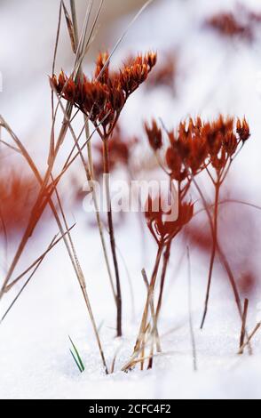 Mise au point douce de plantes fines et éclatantes sur le terrain recouvert de neige par temps froid Banque D'Images