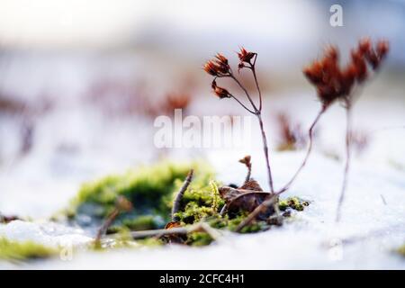 Mise au point douce des plantes sur des tiges minces et de la mousse verte sur terrain recouvert de neige Banque D'Images