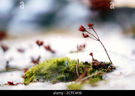 Mise au point douce des plantes sur des tiges minces et de la mousse verte sur terrain recouvert de neige Banque D'Images