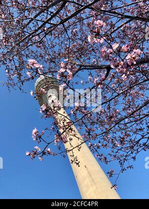 Olympiaturm Munich Olympiapark en fleur de cerisier Banque D'Images