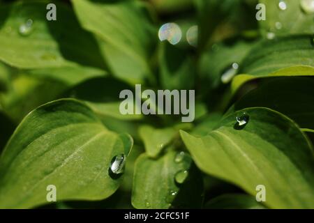 Gouttes d'eau sur les feuilles vert Banque D'Images