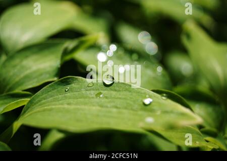 Gouttes d'eau sur les feuilles vert Banque D'Images