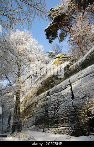 Angle bas d'arbres glacés sans feuilles à côté de hauts rocailleux pente avec arbres à feuilles persistantes dans une forêt d'hiver tranquille Banque D'Images