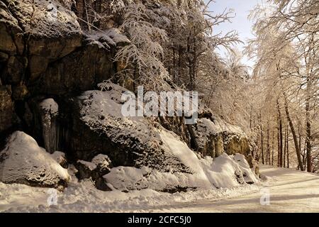 Angle bas d'arbres glacés sans feuilles à côté de hauts rocailleux pente avec arbres à feuilles persistantes dans une forêt d'hiver tranquille Banque D'Images