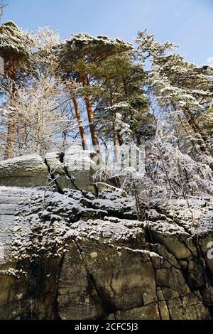 Angle bas d'arbres glacés sans feuilles à côté de hauts rocailleux pente avec arbres à feuilles persistantes dans une forêt d'hiver tranquille Banque D'Images