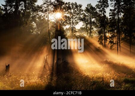 Impression matinale dans le parc national de Jasmund, île Ruegen Banque D'Images