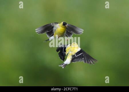 Les goldfinches en vol à mi-chemin de l'air Banque D'Images