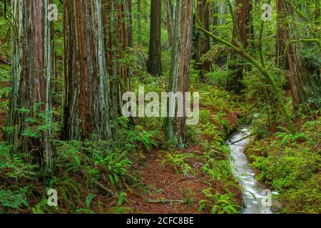 Webb Creek, raides Ravine, parc national de Mount Tamalpais, comté de Marin, Californie Banque D'Images