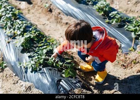 De dessus enfant en imperméable rouge et bottes en caoutchouc jaune toucher les feuilles vertes des plantes sur les lits dans le sol jour lumineux Banque D'Images