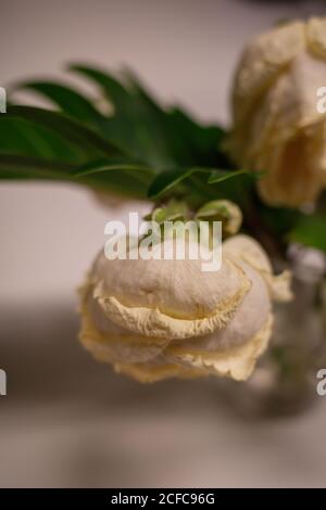 Roses fanées et décolorées dans un vase, studio de photographie, Hambourg, Allemagne - 27 décembre 2019. Gros plan avec flou dans l'image. Banque D'Images