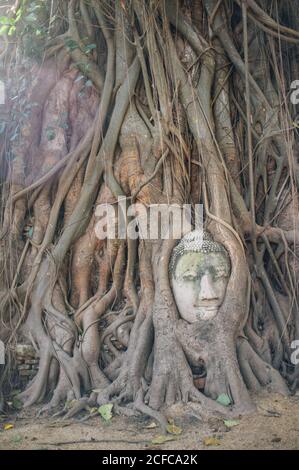 Ancienne statue de pierre de Bouddha surcultivée avec des racines d'arbre dans la lumière du soleil, Thaïlande Banque D'Images