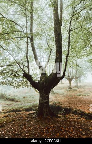 Vieux tronc d'arbre épais avec branches brunes et petit vert feuilles dans le jardin en après-midi brumeux en automne Banque D'Images