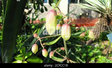 Gros plan de Bryophyllum pinnatum à Taipei, Taïwan Banque D'Images