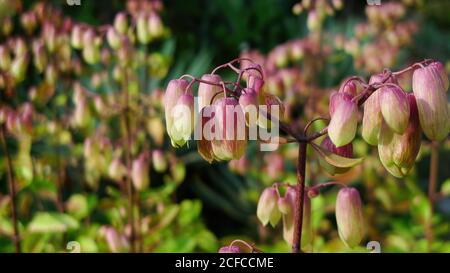 Gros plan de Bryophyllum pinnatum à Taipei, Taïwan Banque D'Images