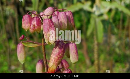 Gros plan de Bryophyllum pinnatum à Taipei, Taïwan Banque D'Images