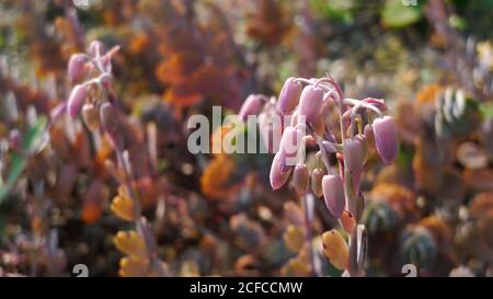 Gros plan de Bryophyllum pinnatum à Taipei, Taïwan Banque D'Images