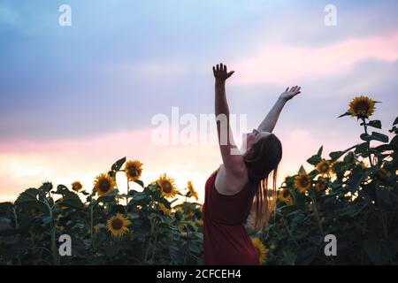 Jeune femme caucasienne aux bras élevés profitant de sa liberté champ de tournesol au coucher du soleil Banque D'Images