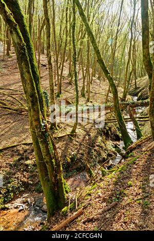 Pinschbachtal, Dream boucles Saar-Hunsrück, Kasteler Felsenpfad, Kastel-Staadt, Saartal, Rhénanie-Palatinat, Banque D'Images