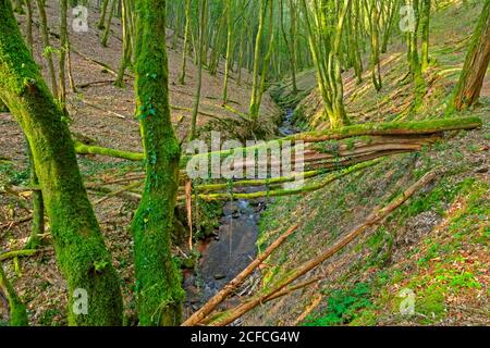 Pinschbachtal, Dream boucles Saar-Hunsrück, Kasteler Felsenpfad, Kastel-Staadt, Saartal, Rhénanie-Palatinat, Banque D'Images