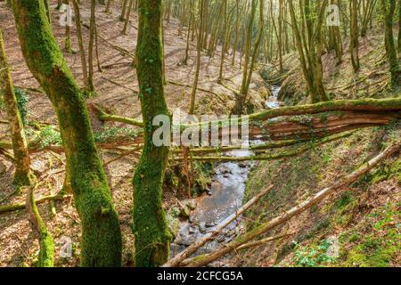 Pinschbachtal, Dream boucles Saar-Hunsrück, Kasteler Felsenpfad, Kastel-Staadt, Saartal, Rhénanie-Palatinat, Banque D'Images