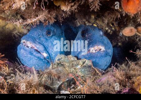 Atlantic Wolffish, (Anarhichas Lupus), Golfe Du Maine, Eastport, Maine, États-Unis, Océan Atlantique Banque D'Images