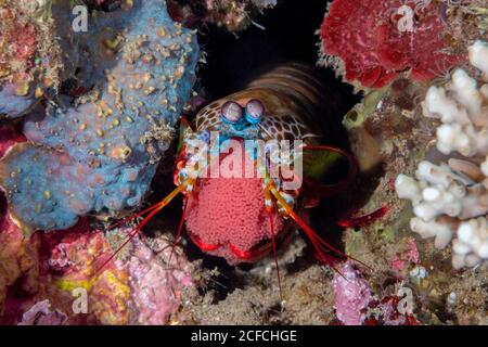 Crevettes paacock Mantis, Odontodactylus scyllarus, Dumaguete, Philippines, Océan Pacifique. Femelle portant des œufs. Également connu sous le nom de crevettes de Mantis peintes et Banque D'Images