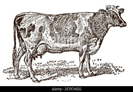 La vache Guernesey avec vue latérale se tenant sur un pré, après une illustration antique du XIXe siècle Illustration de Vecteur