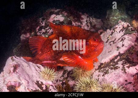 Lumpfish mâle ou Lumpsucker (Cyclopterus lumpus) Deer Island, Nouveau-Brunswick, Canada, Océan Atlantique Banque D'Images