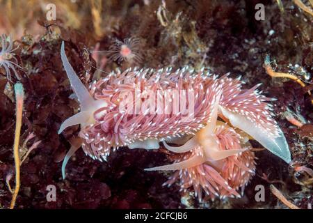 Aeolis Nudibranch, Flabellina sp., Peirce Island, New Hampshire, États-Unis, Océan Atlantique. Parfois appelé F. verrilli mais il n'a pas été officiellement nommé. Banque D'Images