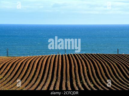 Un champ de pommes de terre sillonné ondulant sur la côte avec un fond bleu de mer et de ciel Banque D'Images