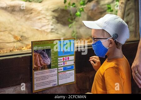 4 yo garçon lisant des informations sur l'animal au zoo, le garçon a un masque facial et des lunettes Banque D'Images