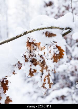 Sécher les feuilles de chêne en hiver sous la neige Banque D'Images