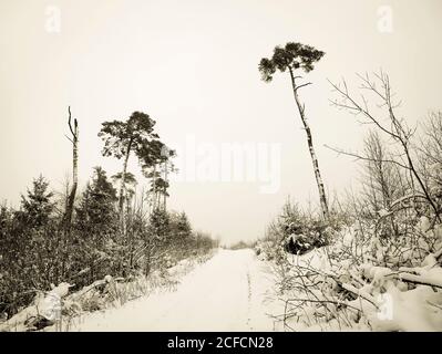 Forêt photo d'époque avec neige dans le Sauerland Banque D'Images
