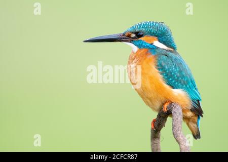 Kingfisher coloré avec long bec noir Banque D'Images