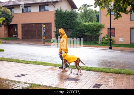 Vue latérale d'une femme active dans une veste jaune avec capuche et bottes en caoutchouc marchant avec pointeur anglais dans un manteau jaune sur la laisse le jour des pluies dans la rue Banque D'Images