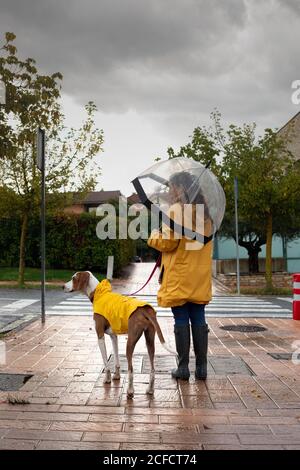 Vue arrière d'une femme méconnaissable en veste jaune avec capuche et bottes en caoutchouc marchant avec pointeur anglais en manteau jaune sur la laisse le jour des pluies dans la rue Banque D'Images